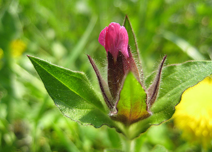 Die Flora im Fünfseenland ist einfach unglaublich!