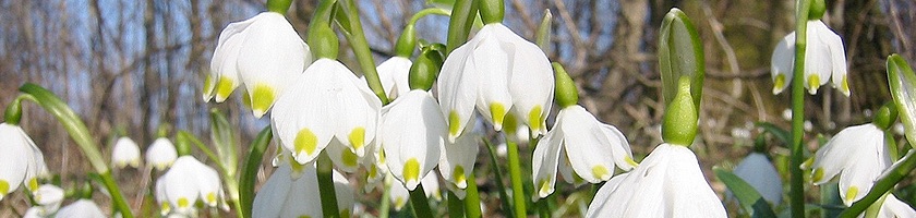 Die Frühlings-Knotenblume