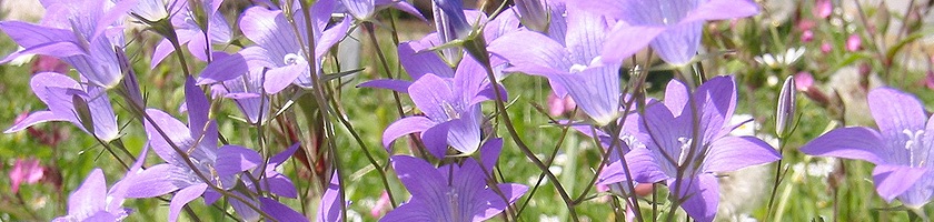 Die Flora im Fünfseenland ist einfach unglaublich!