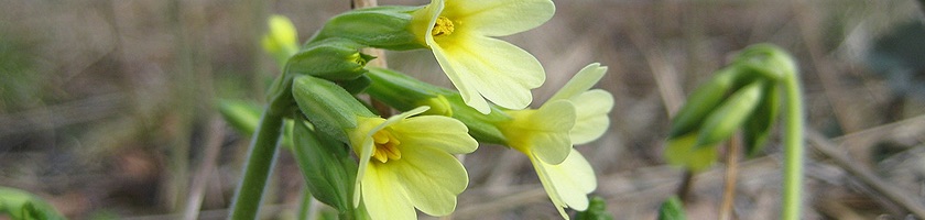 Die Hohe Schlüsselblume