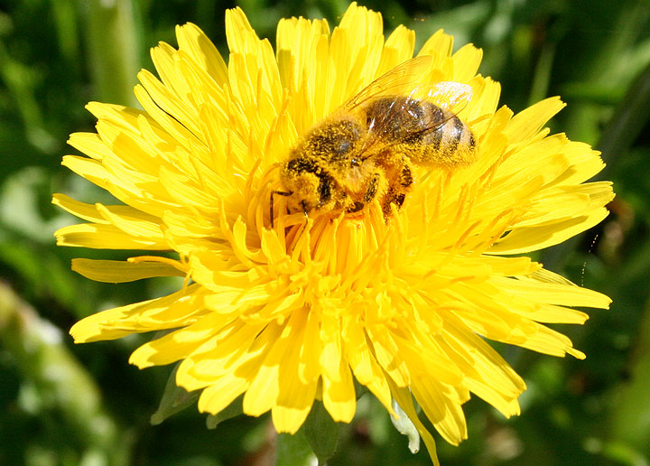 Um ein Kilo Honig zu gewinnen, müssen die Bienen etwa 100000 Blüten des Löwenzahn “abernten” – eine beeindruckende Zahl