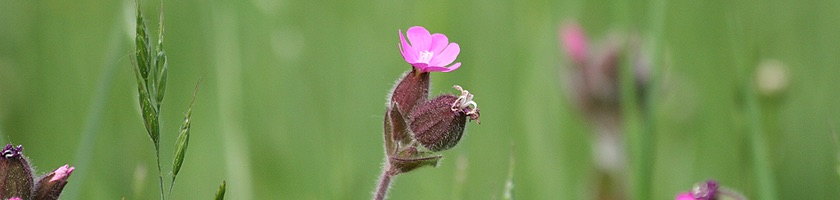 Die Rote Lichtnelke