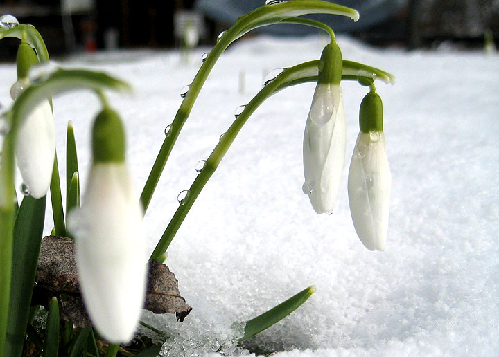 Reine Bioenergie: Das Schneeglöckchen erzeugt in seiner Zwiebel Wärme von 8 - 10 Grad und schmilzt sich so seinen Weg durch den Schnee