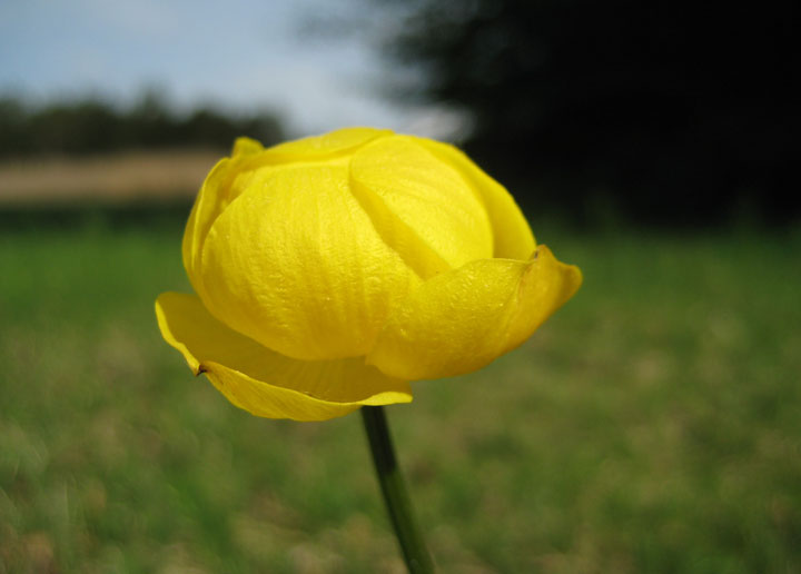 Eindeutiges “Markenzeichen”: der leuchtend gelbe Blütenkopf der Trollblume kann bis zu 3 Zentimetern groß werden