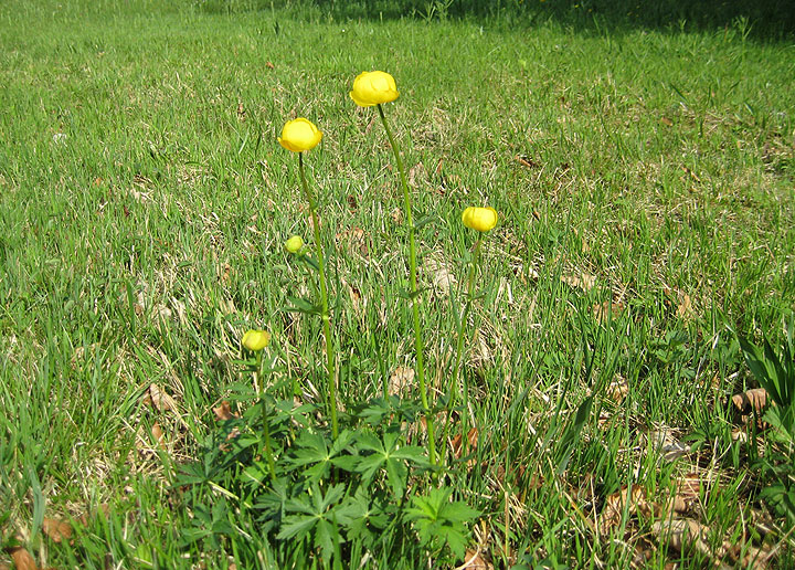 Der Lebensraum der Trollblume geht zurück, weil Feuchtwiesen immer mehr trockengelegt werden. Die Blume steht unter strengem Naturschutz