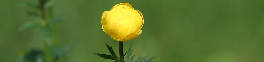 Die Trollblume