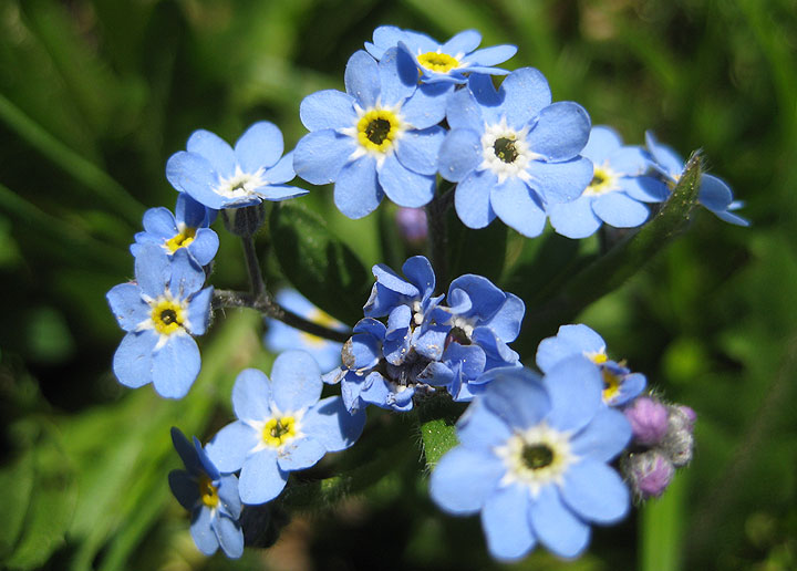 Wegen der Form der einzelnen Blütenköpfe bekam das Vergissmeinnicht den Namen „Blaues Mausöhrlein“. Eine gewisse Ähnlichkeit besteht :-)