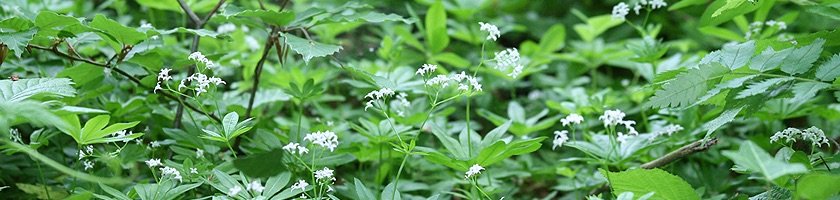 Der Waldmeister