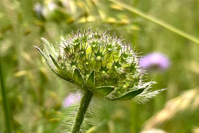 Beeindruckende Knospe: Der reife Fruchtstand der Wiesen-Witwenblume nachdem die vertrockneten Blütenblätter abgefallen sind