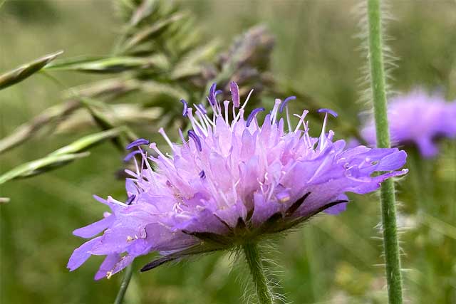 Die großen, knopfartigen, blau- bis rotvioletten Blüten der Wiesen-Witwenblume überragen sogar die hohen Gräser der Wiesen