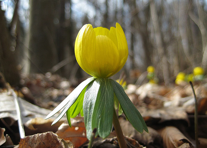 Auf diesem Bild sehr schön zu erkennen: Die runde Blüte des Winterlings und darunter der Wirtel, der wie eine Halskrause aussieht