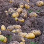 Altbewährt und immer lecker, die Kartoffelsuppe