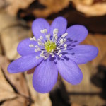 Unglaubliche violette Farbe - das Leberblümchen