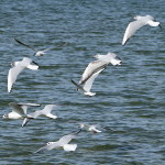 Möven am Starnberger See im Fünfseenland