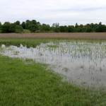 Stehende Wasserflächen auf Wiesen und im Schilf. Eines ist klar, die Stechmücken werden kommen