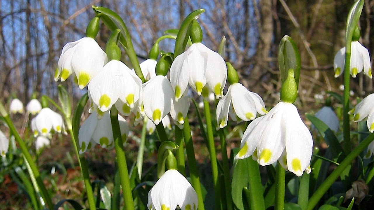 Die FrühlingsKnotenblume Leucojum vernum