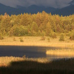 Natur pur hat auch Schattenseiten. Derzeit ist Blutsaugeralarm im Fünfseenland und an den Osterseen. Die Stechmücken sind geschlüpft