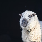 Die Schafskälte ist eine Mitteleuropäische Wettersingularität bei der die Temperaturen absinken. Die Wahrscheinlichkeit ist bis zu 89%