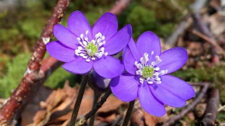 Das Leberblümchen wächst gerne an trockenen und sonnigen Stellen im Wald