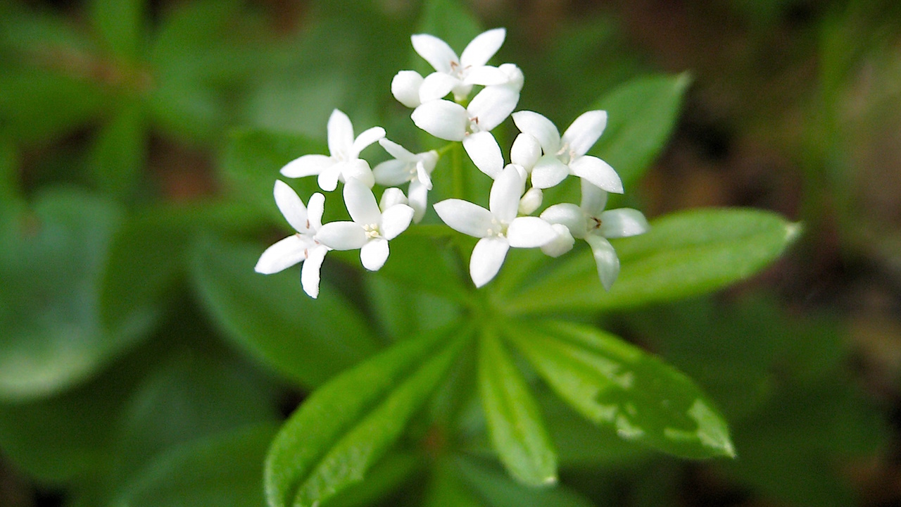 Der Waldmeister - Galium odoratum