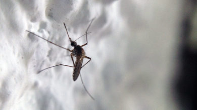 Der Stechmückenirrsinn ist im Fünfseenland ausgebrochen. Schnell wird der Ruf nach BTI laut. Allerdings ist dieses Zeug zwar biologisch, aber keineswegs umweltverträglich
